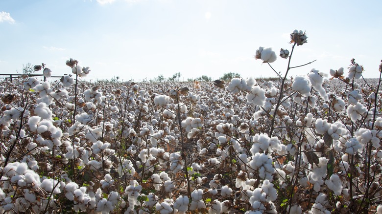 Cotton field