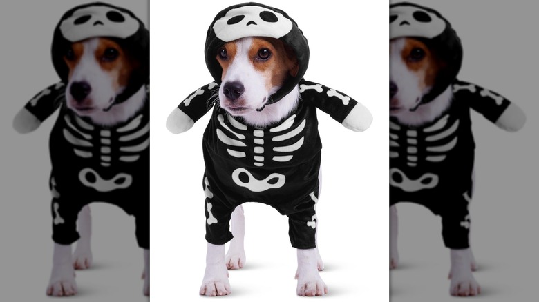 skeleton pet costume