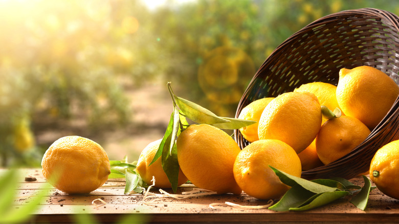 Lemons falling out of a basket