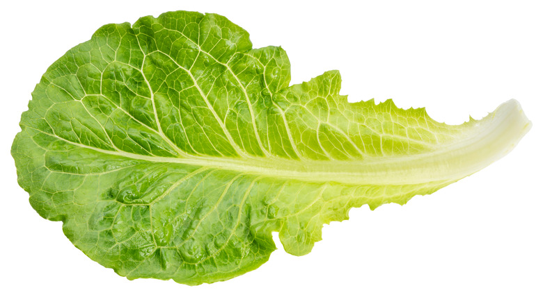 Isolated lettuce leaf 