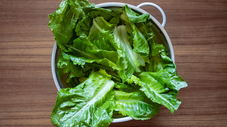 Damp lettuce leaves in colander