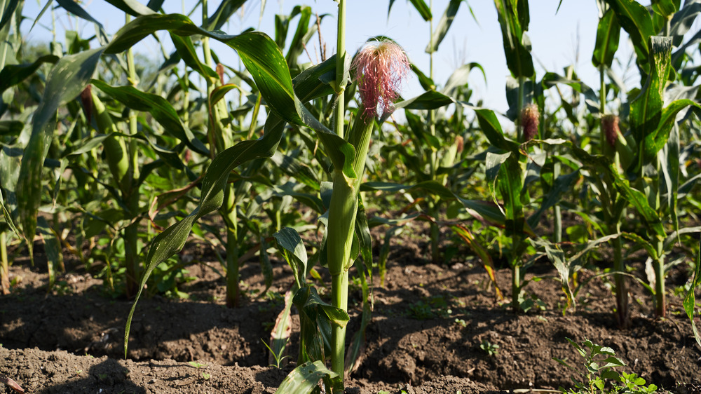 Corn stalks growing in a field