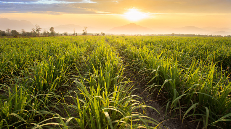 Beautiful sugarcane fields