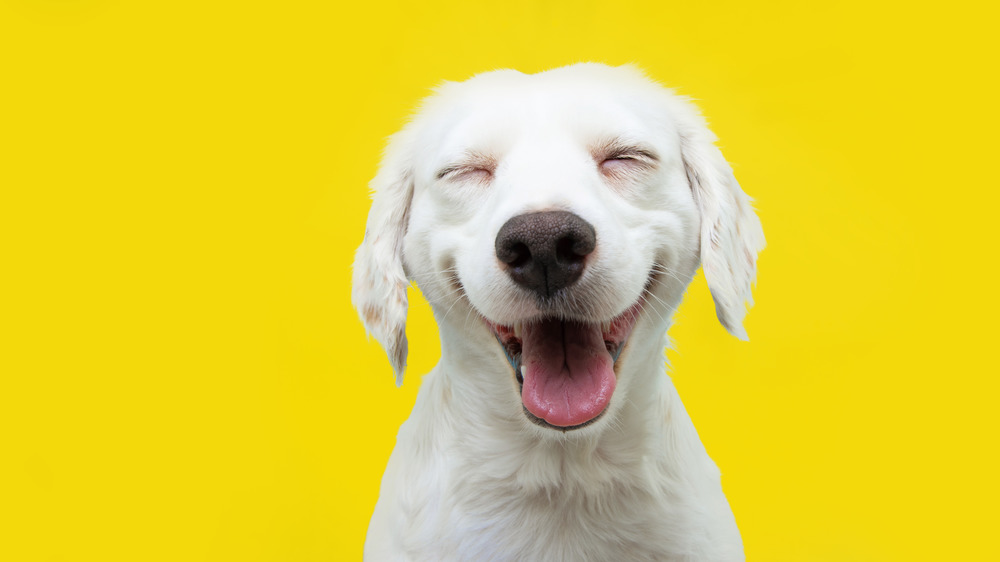 Happy dog against a yellow background