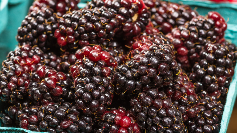 Ripe marionberries in a carton