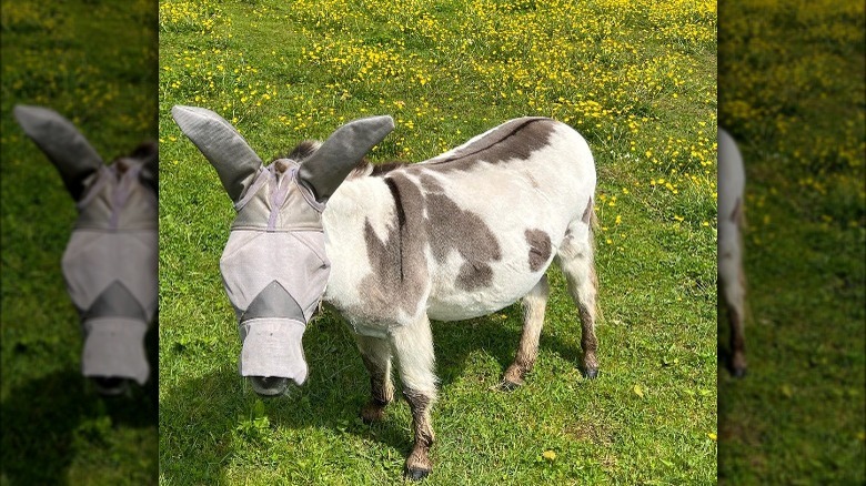 Martha Stewart's donkey wearing mask