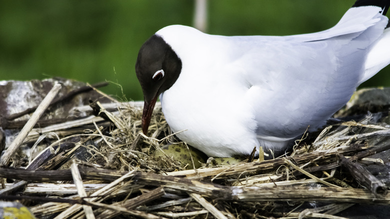 Black headed gull brooding on its nest