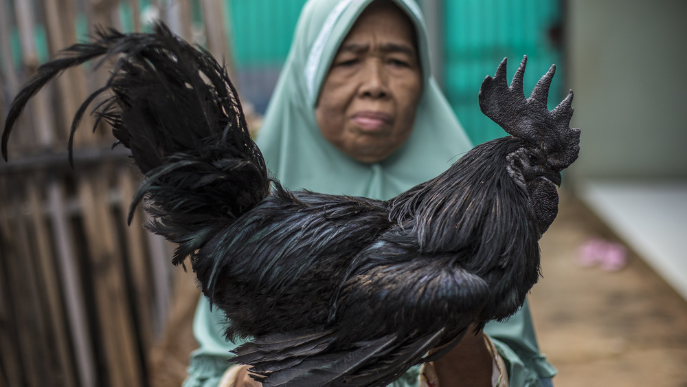 Woman holding an Ayam Cemani chicken 