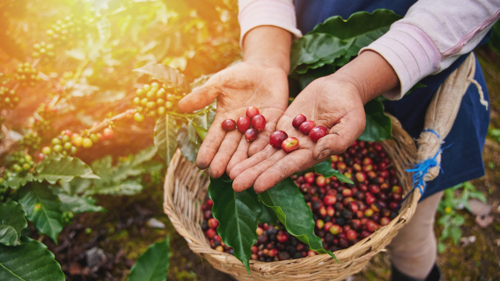 An individual holds coffee bean cherries out in a field.