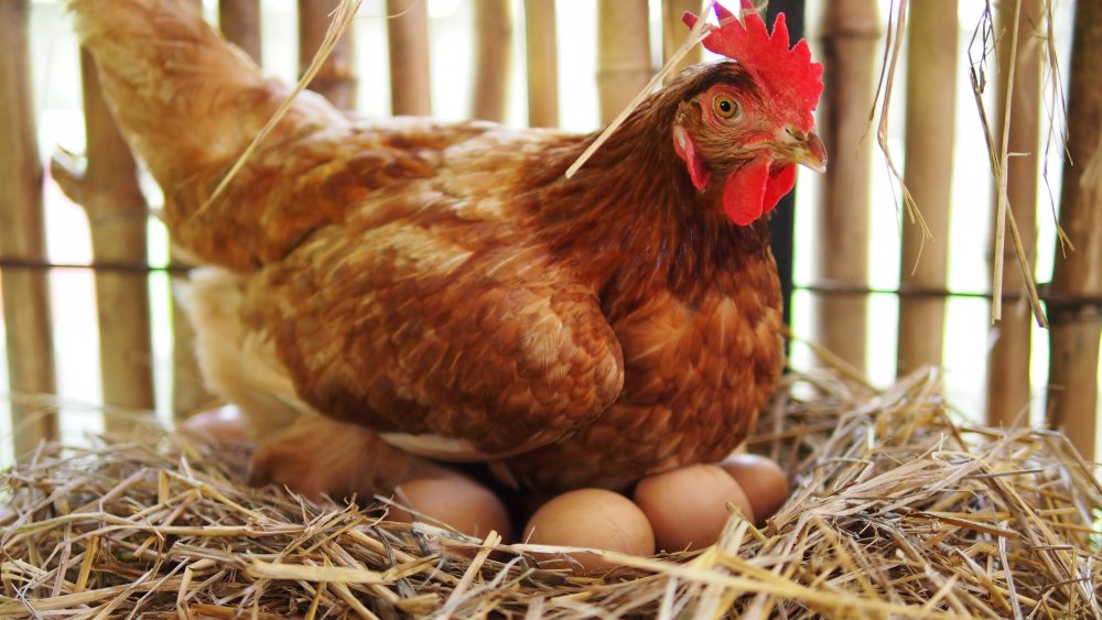 Cage-free hen laying eggs