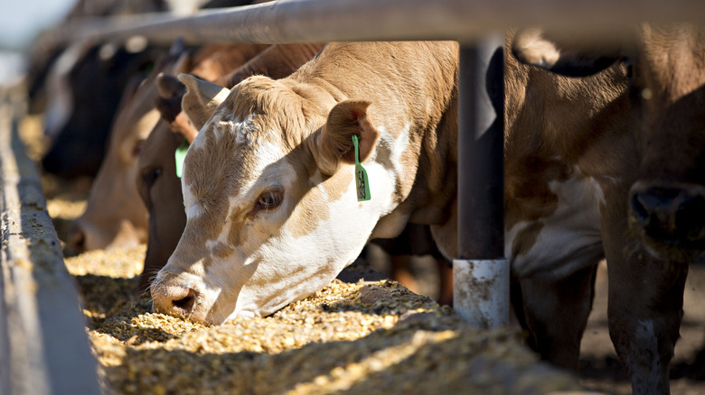 Cattle eating grain