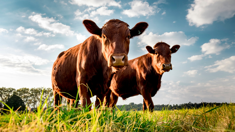 Cattle in pasture