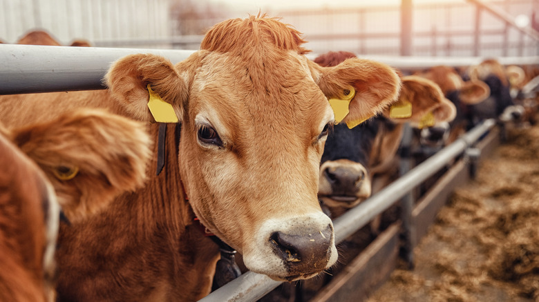 Cattle on a feedlot