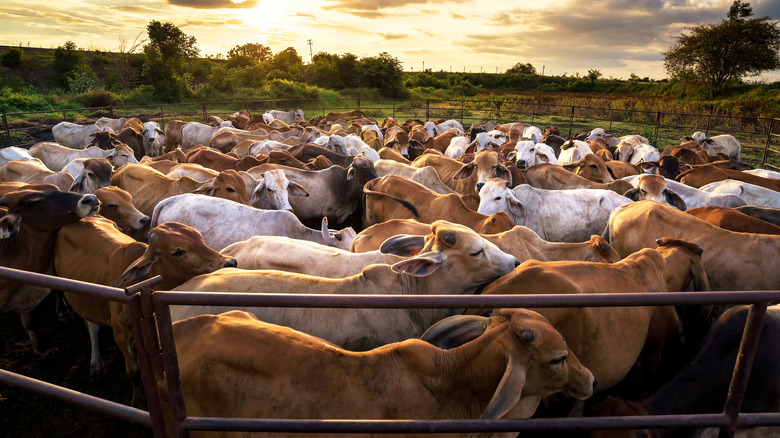 Beef cattle on a cattle ranch