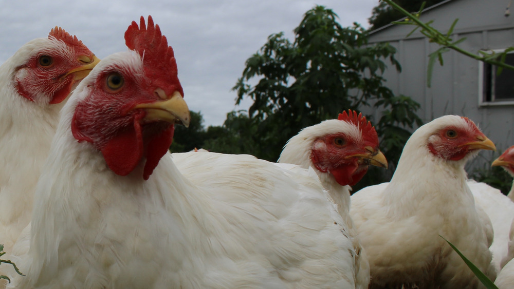 Cornish cross chickens