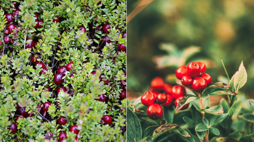 A side by side of cranberries and lingonberries