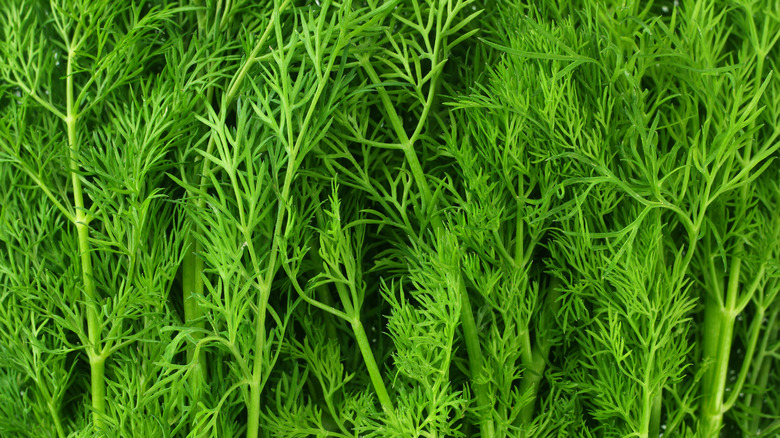 Dill plants