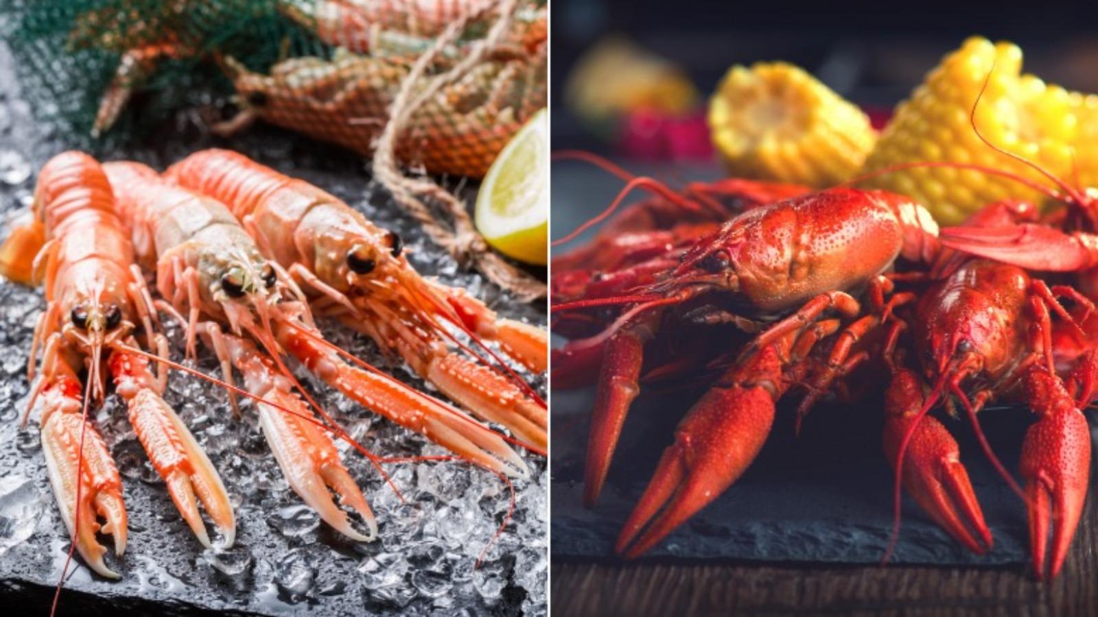 Crayfish crawfish vs Taste of