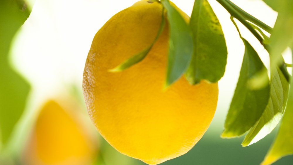 Close up of a Meyer lemon in a tree