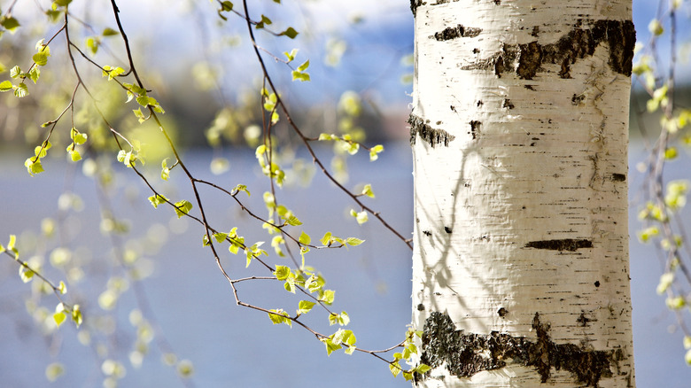 birch tree