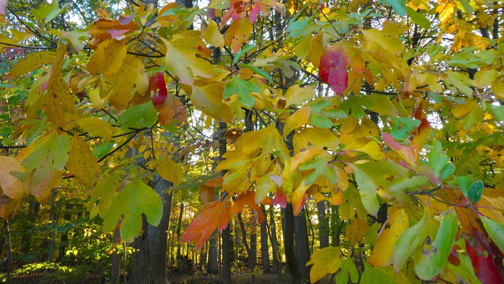 sassafras trees