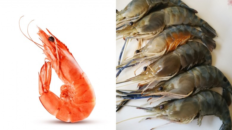 https://www.mashed.com/img/gallery/the-real-difference-between-shrimp-and-prawns-upgrade/same-order-different-animal-1620153244.jpg