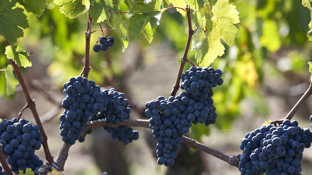 Bordeaux grapes 