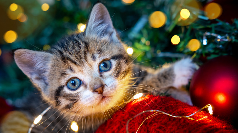 cat under Christmas tree