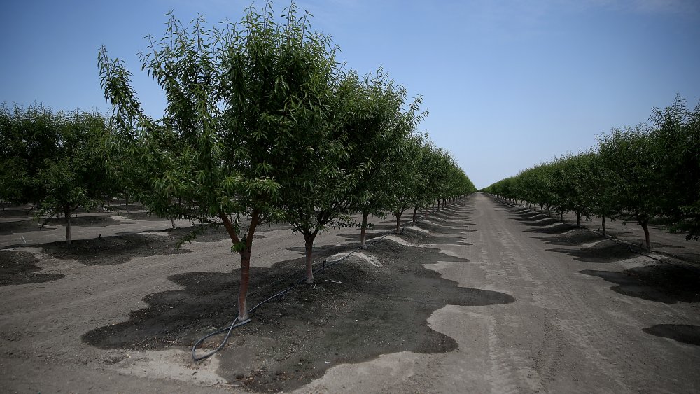 almond crops