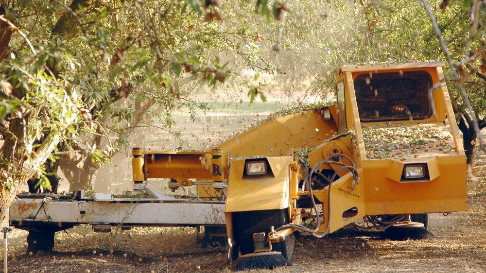 Almond harvest california 