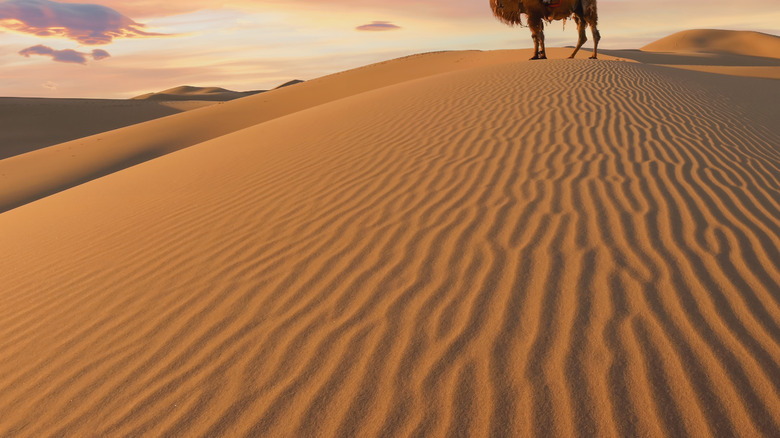 Mongolia desert with camel