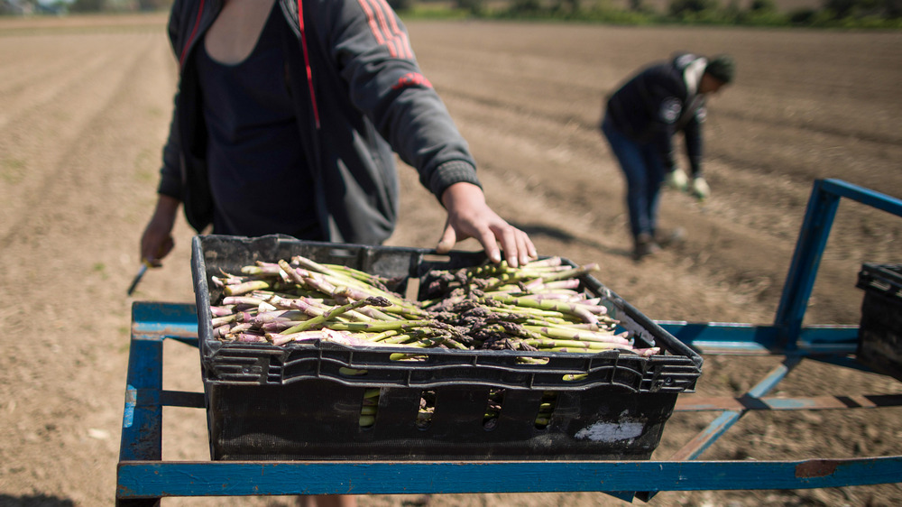 asparagus crops