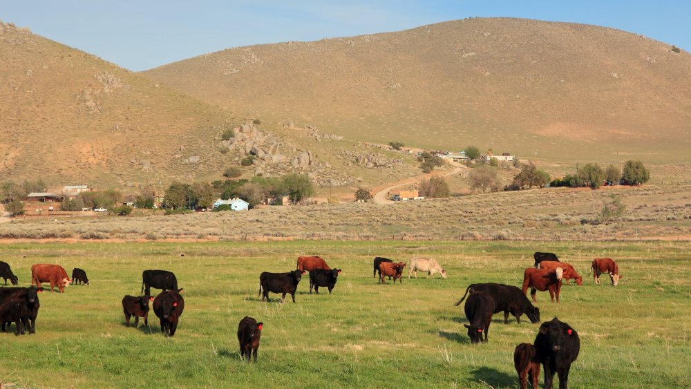 Cattle farm