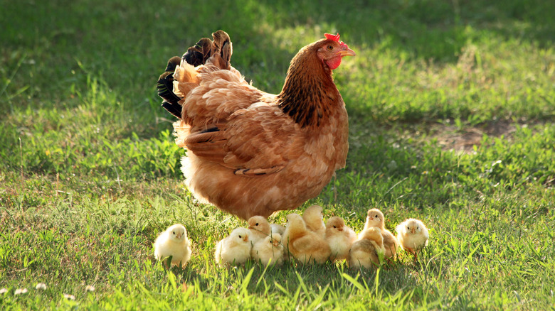 Hen with baby chicks