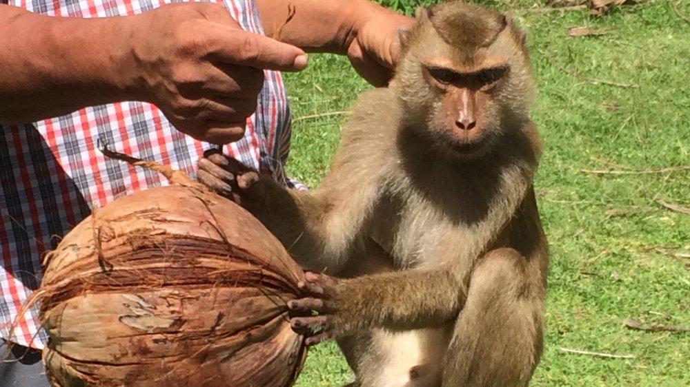 monkey with coconut