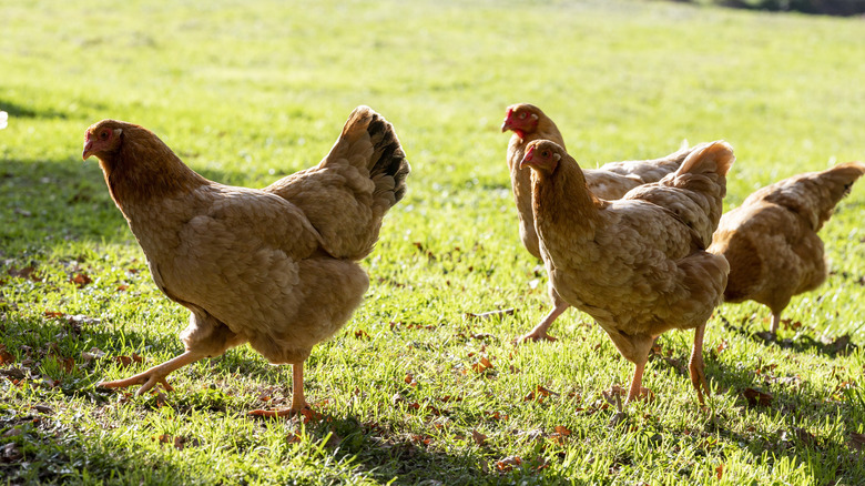 Chickens on green grass
