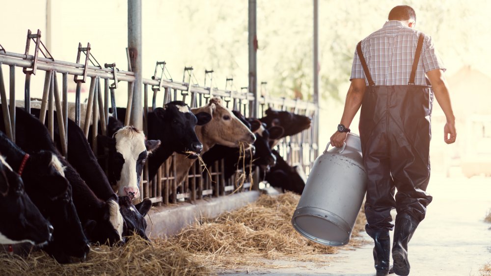 The Real Reason Farmers Are Throwing Away So Much Food And Dairy