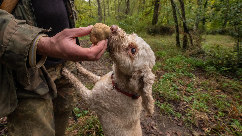 Truffle-hunting dog