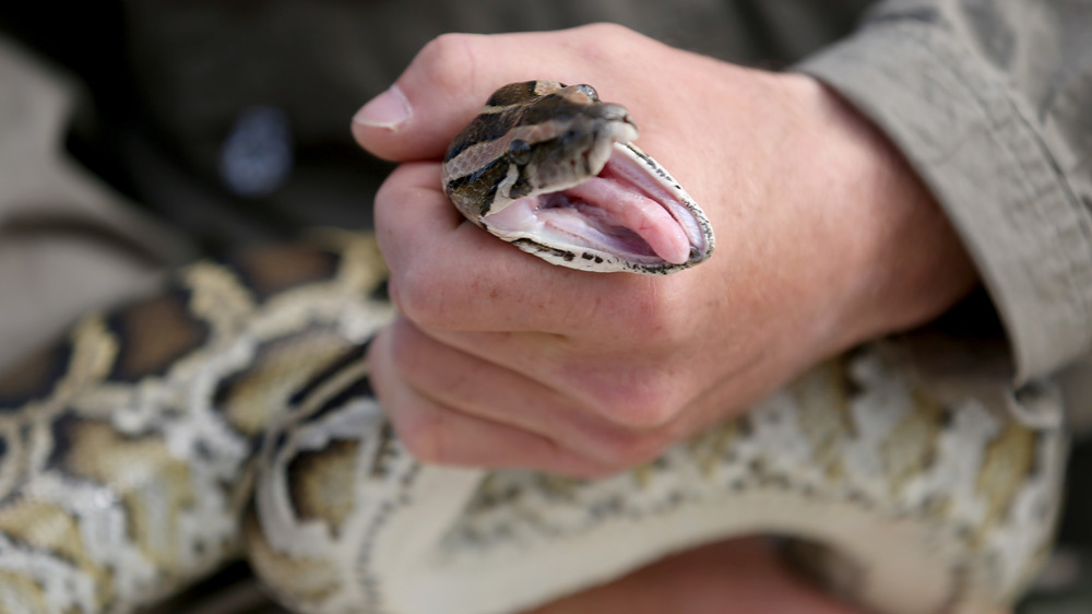 Burmese python in Florida 