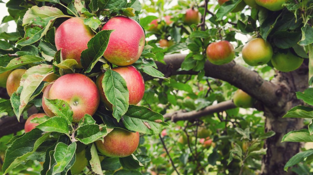 Honeycrisp apple tree