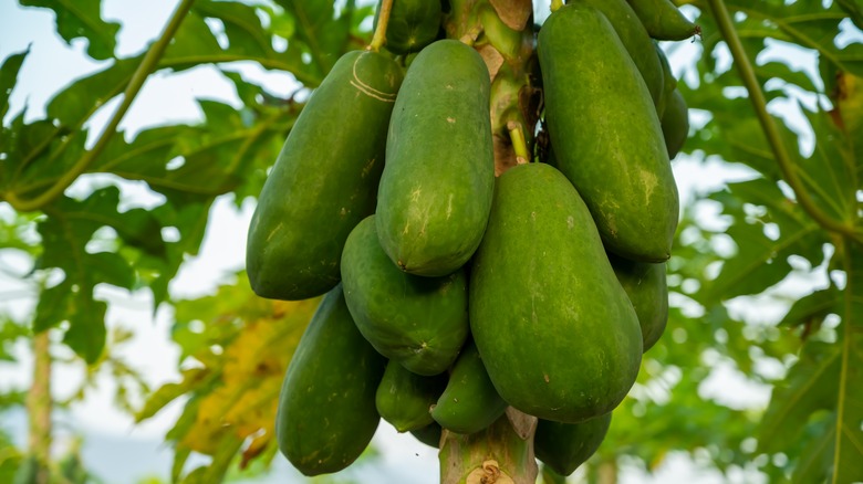 Pawpaws growing on a tree