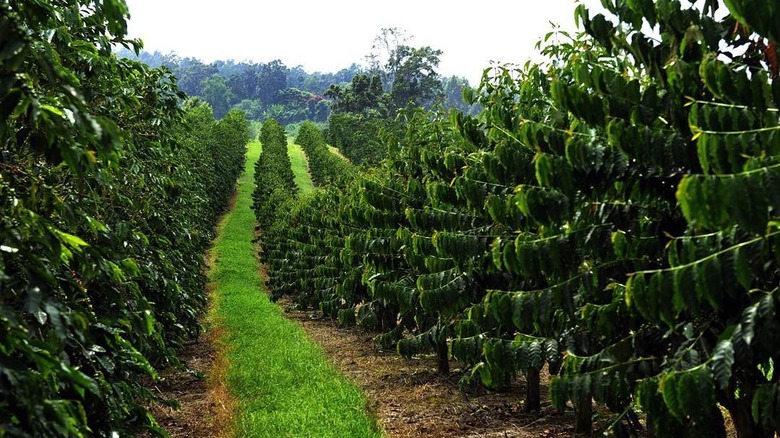 Kona coffee farm in Hawaii