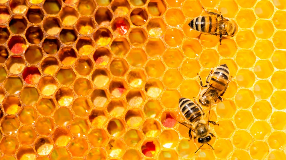 Bees on honeycomb