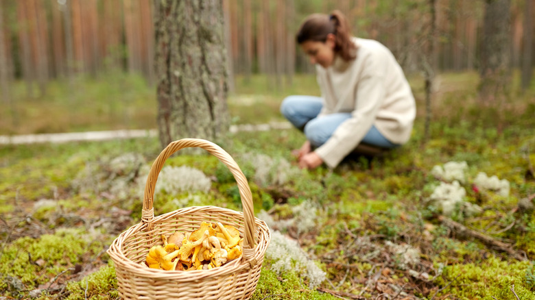 Foraging for mushrooms