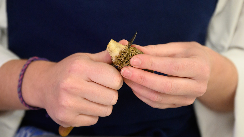 cutting a morel mushroom