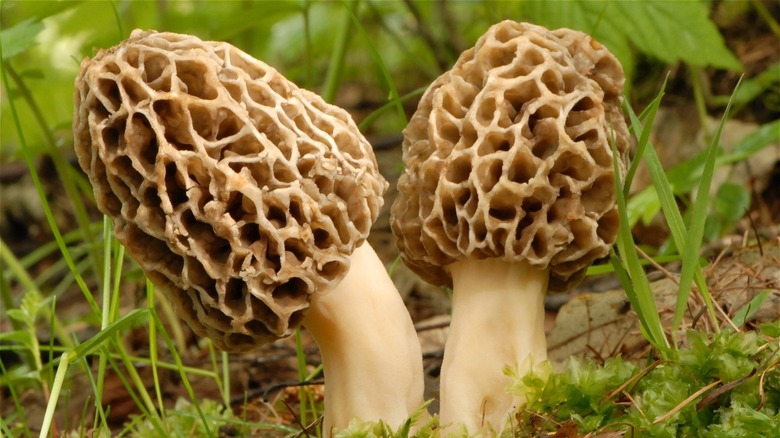 What Are Morel Mushrooms And Why Are They So Expensive?, 54% OFF