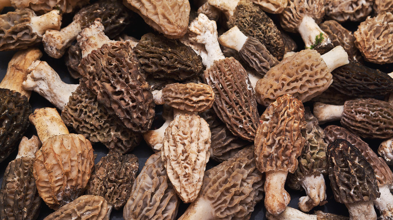 Morel Mushrooms