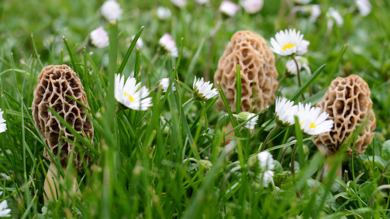 morel mushrooms growing wild