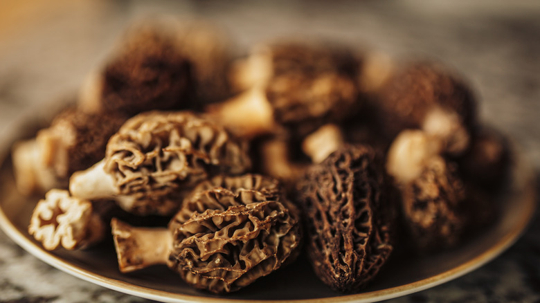 Morel Mushrooms