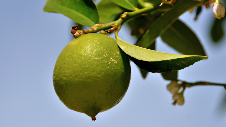 Persian lime on tree